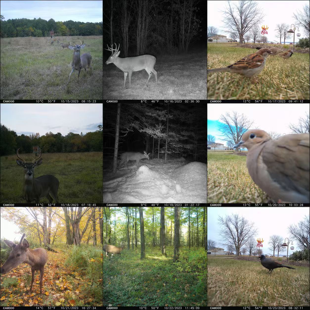 AB 4G Hücresel 2K Pil Güçlü So - Outdoor Hunting Video Camera incelemesi ve fiyatı